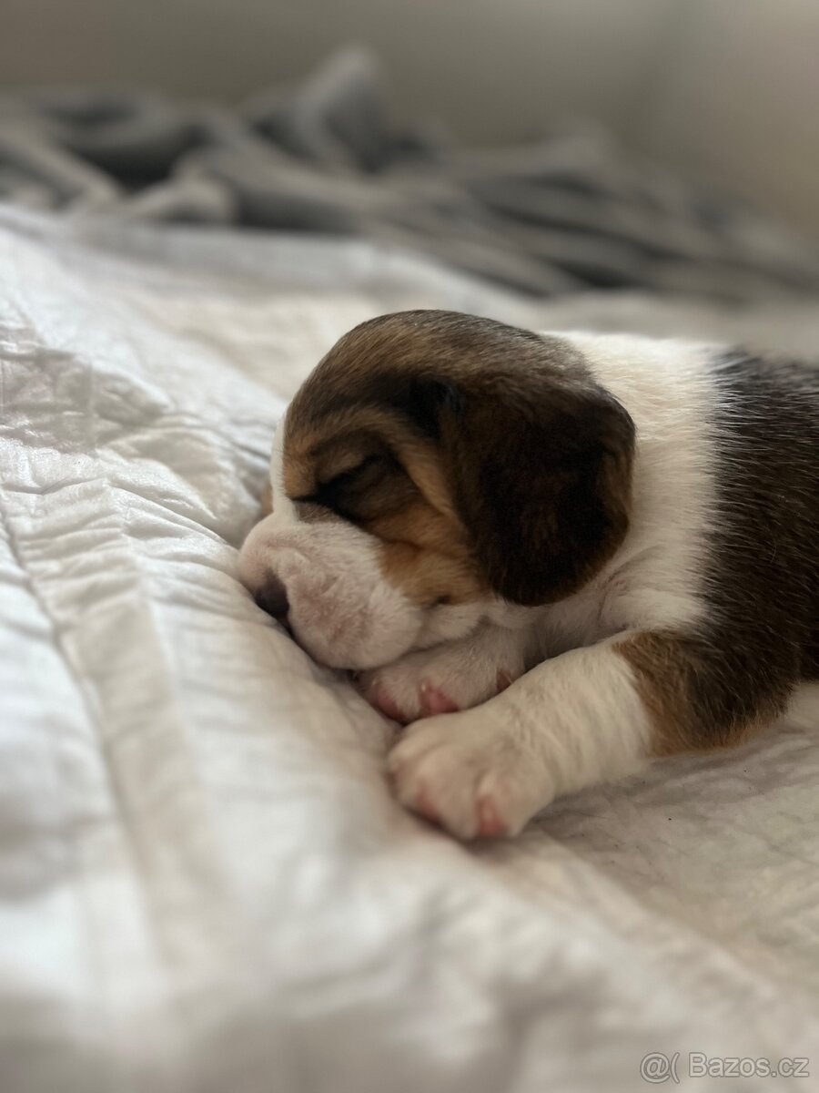Štěňátko beagle s pp - 2
