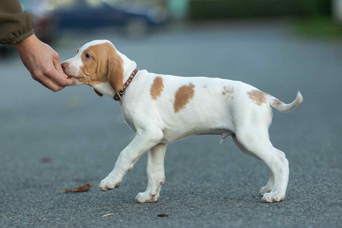 Saintgermánský ohař - 2