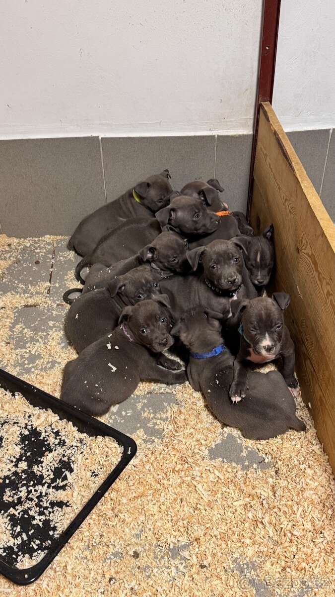 Americký stafordširský teriér - 2