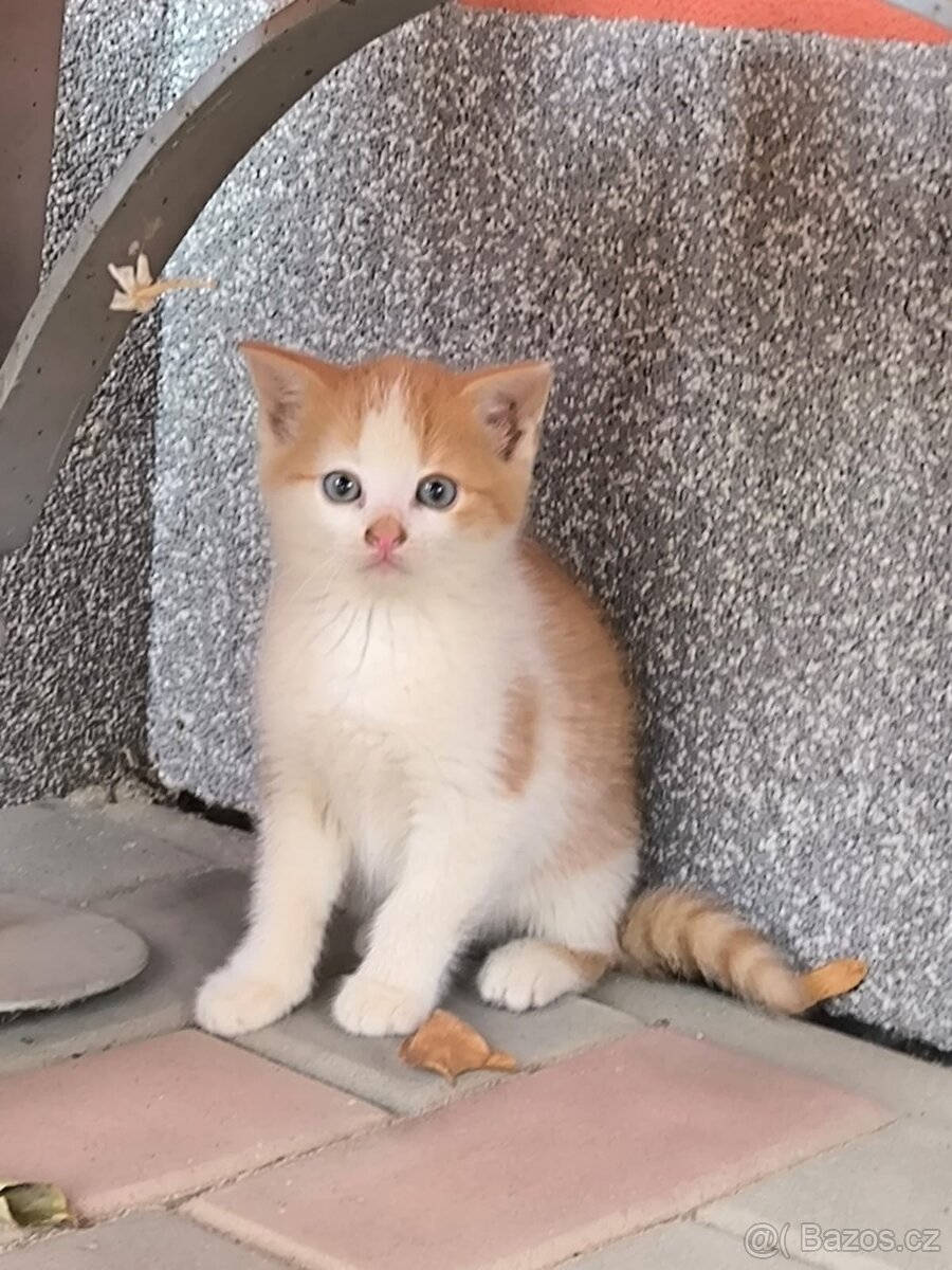 Zdravá & hravá KOŤÁTKA - 2