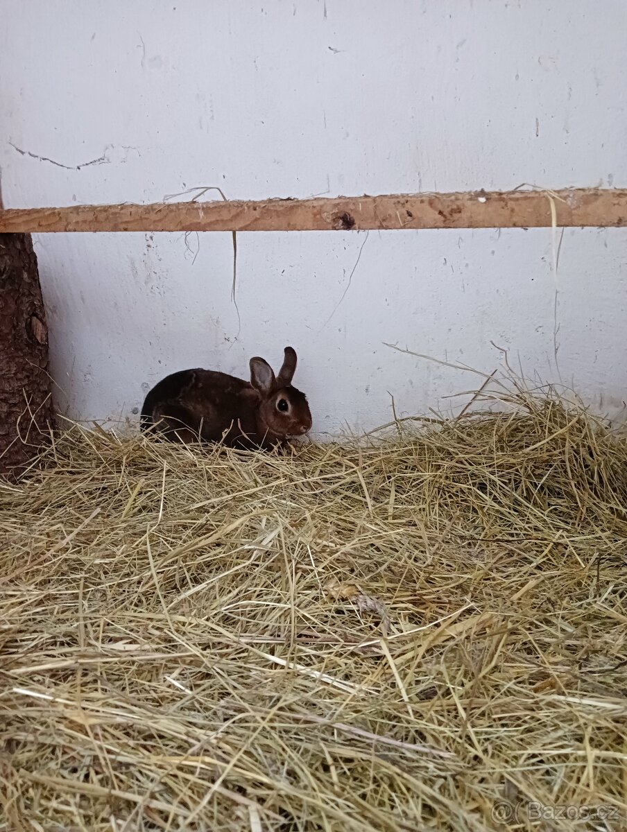 Zakrslý králík - 2