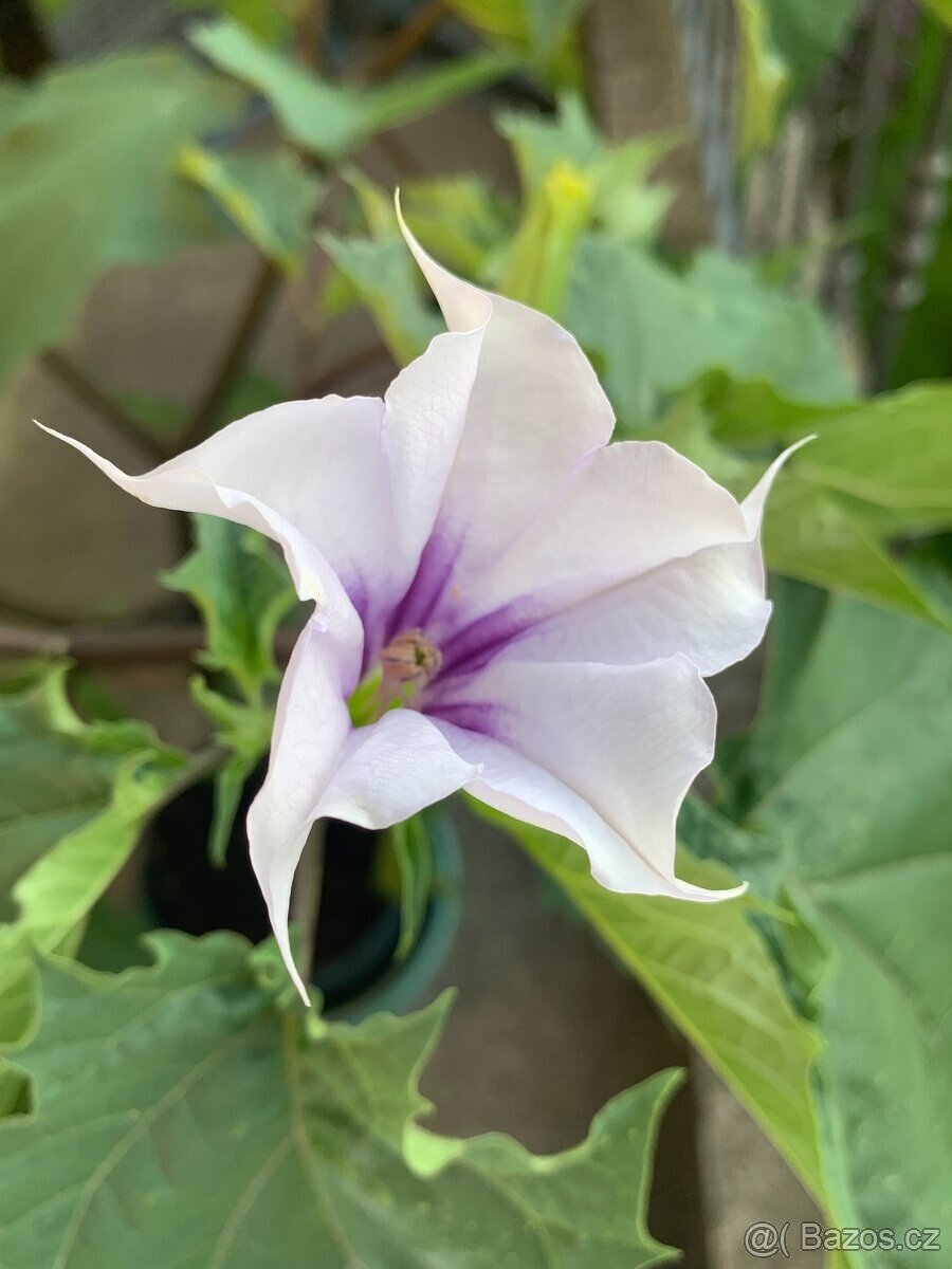 Semena ibišek, durman, afrikán - 2