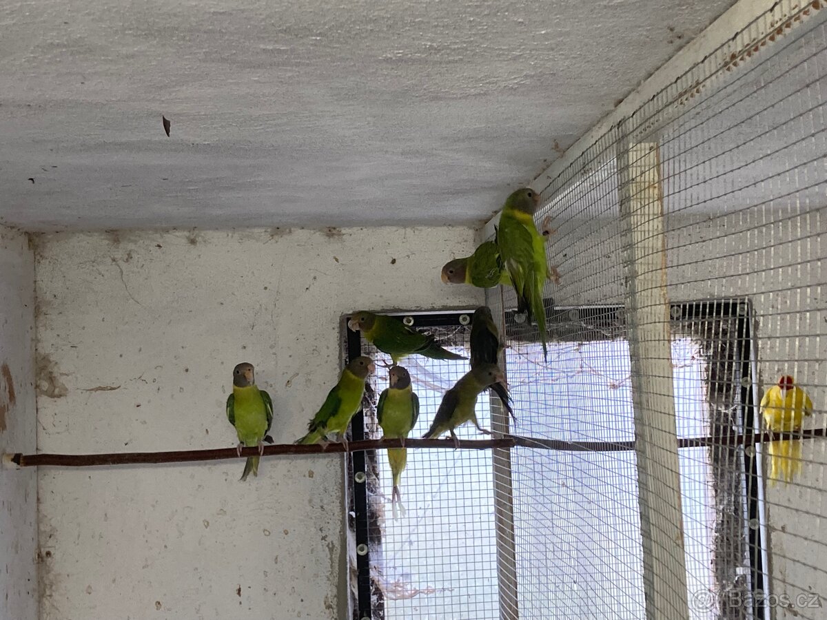 Alexandr rudohlavý - 2