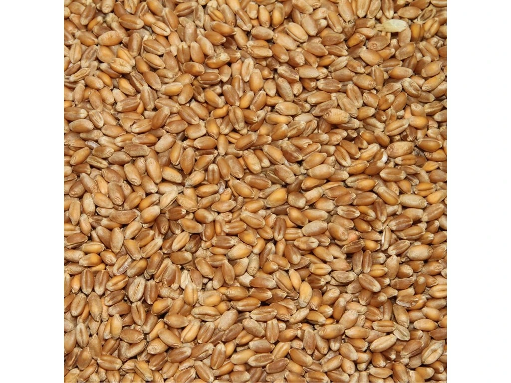 Oves nahý + pšenice BIO - 2