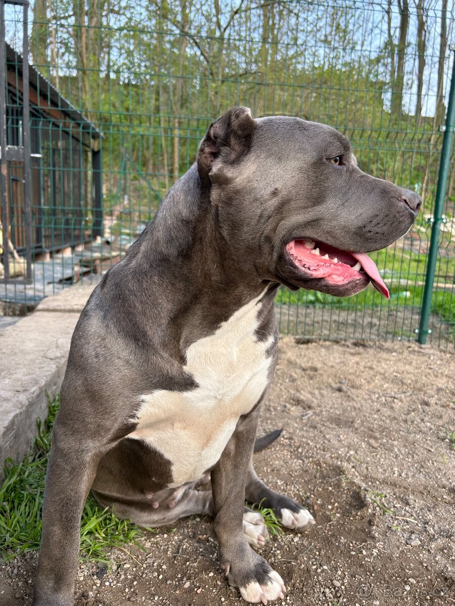 American Bully XL s PP - 2