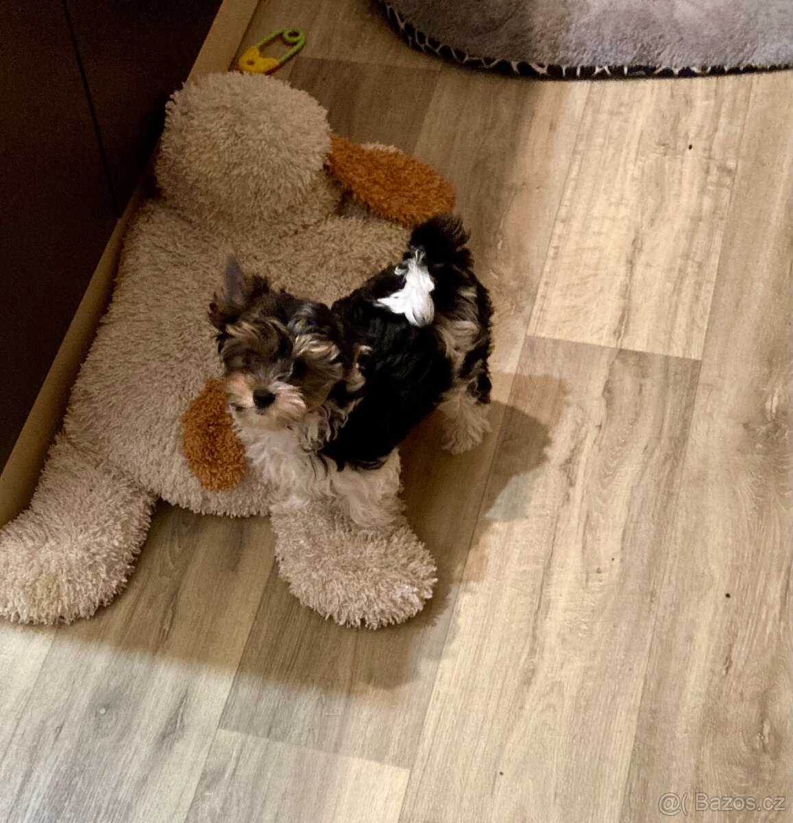 Biewer jorkširský teriér s PP - 2