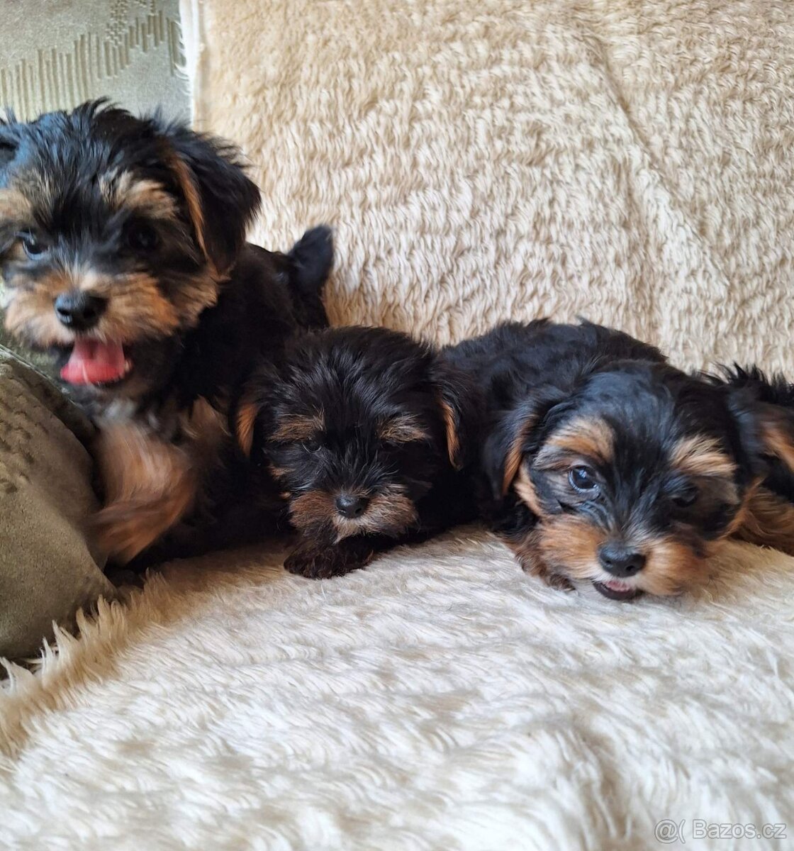 Jorkšír,jork,jorkšírsky teriér,yorkšhir - 2