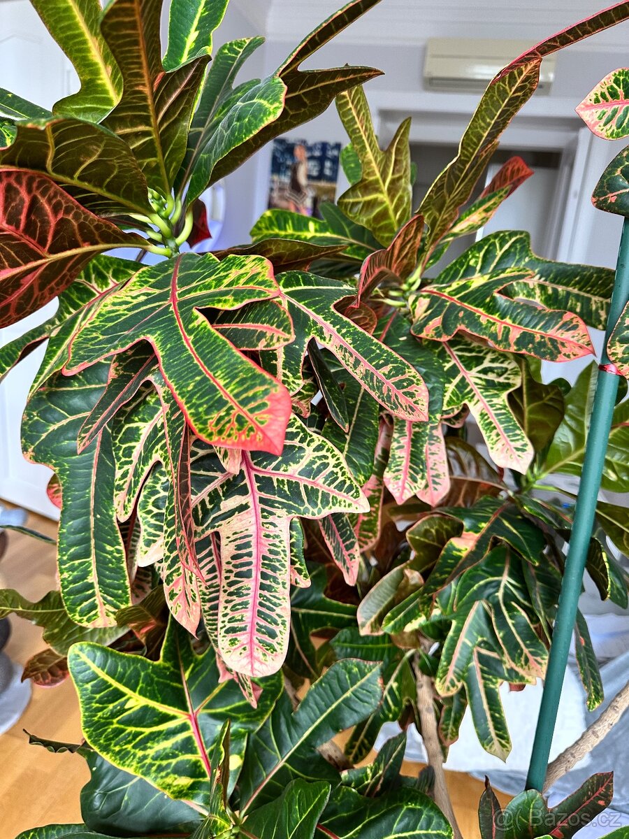 Prodám Kroton strom 1,8m - 2