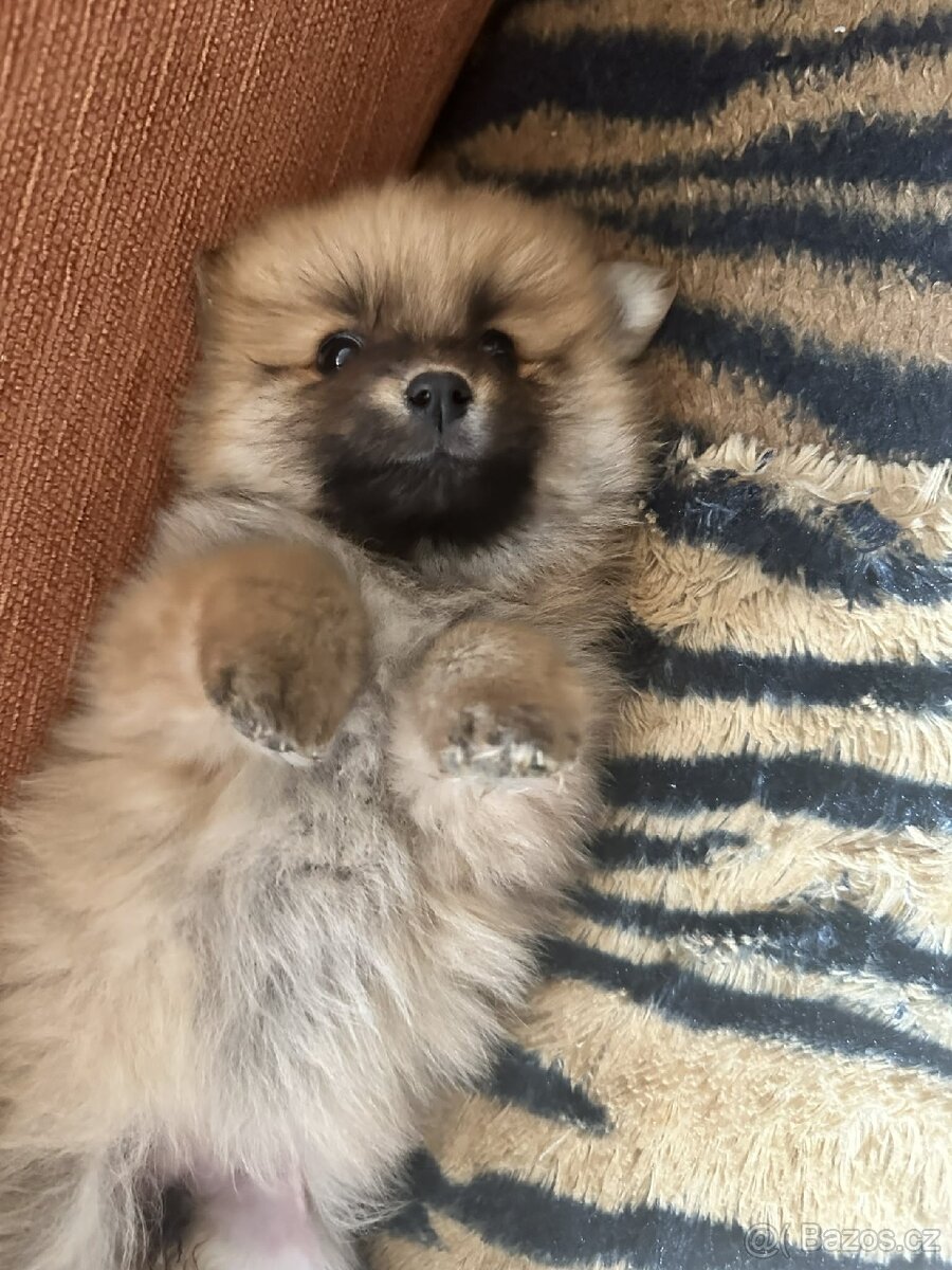 Pomeranian bez pp - 2
