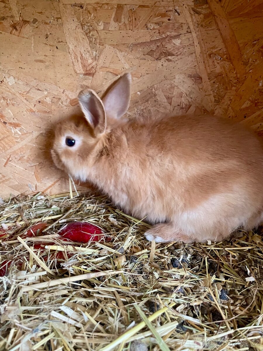 Zakrslý králík - 2