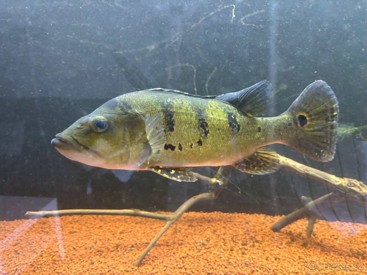 2x cichla - 2