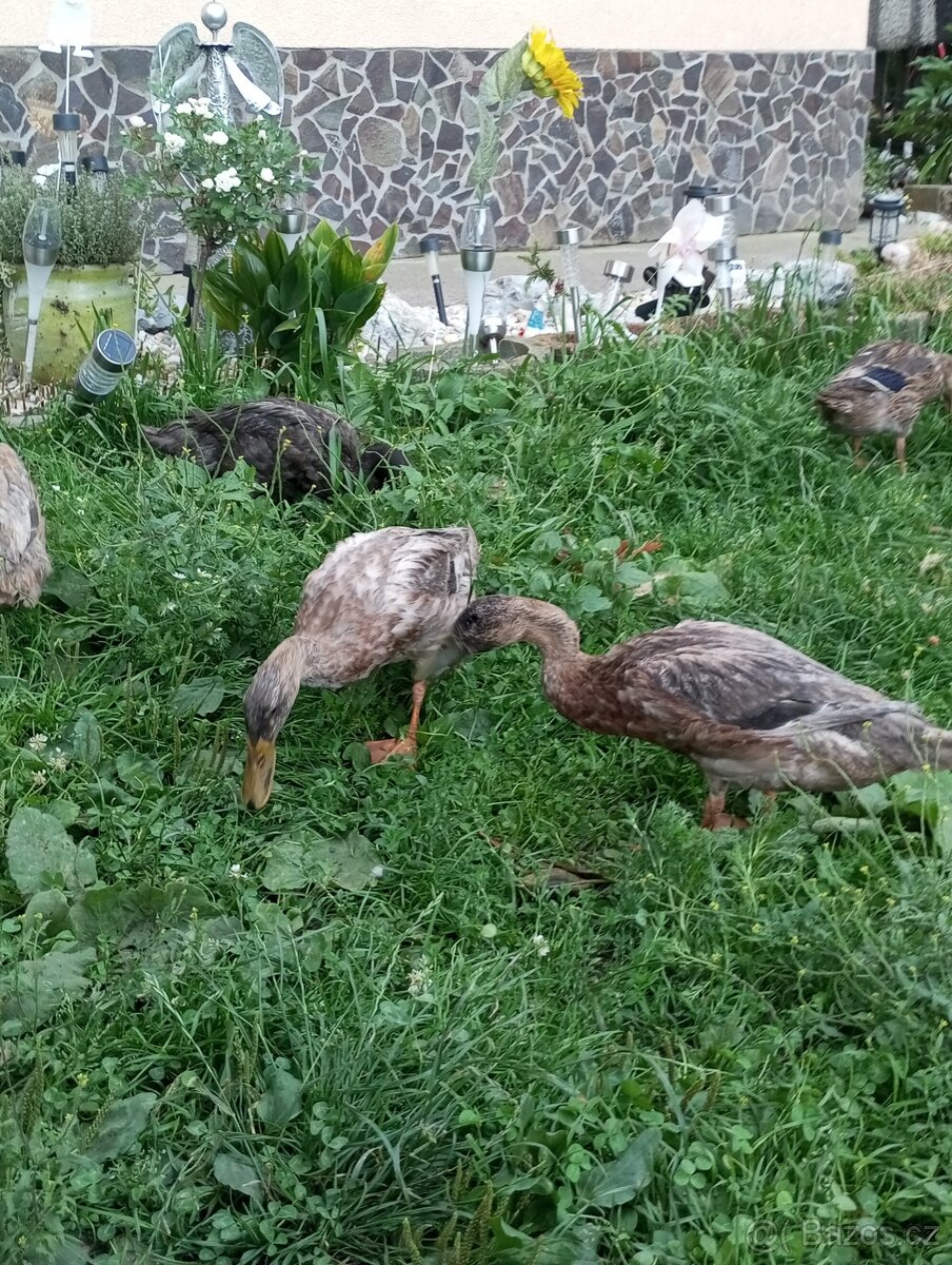 Indické Bežce 20ks - 2