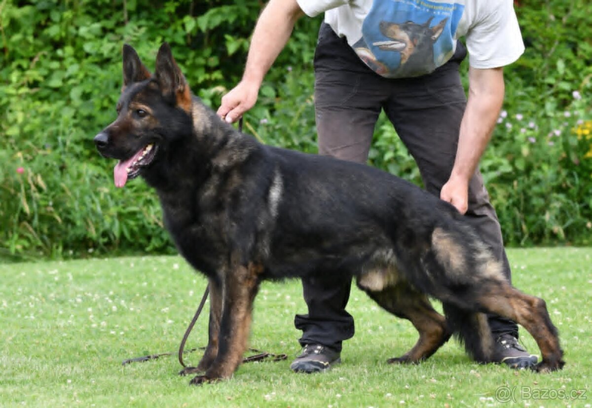 Štěňátka Německý Ovčák s PP - 2