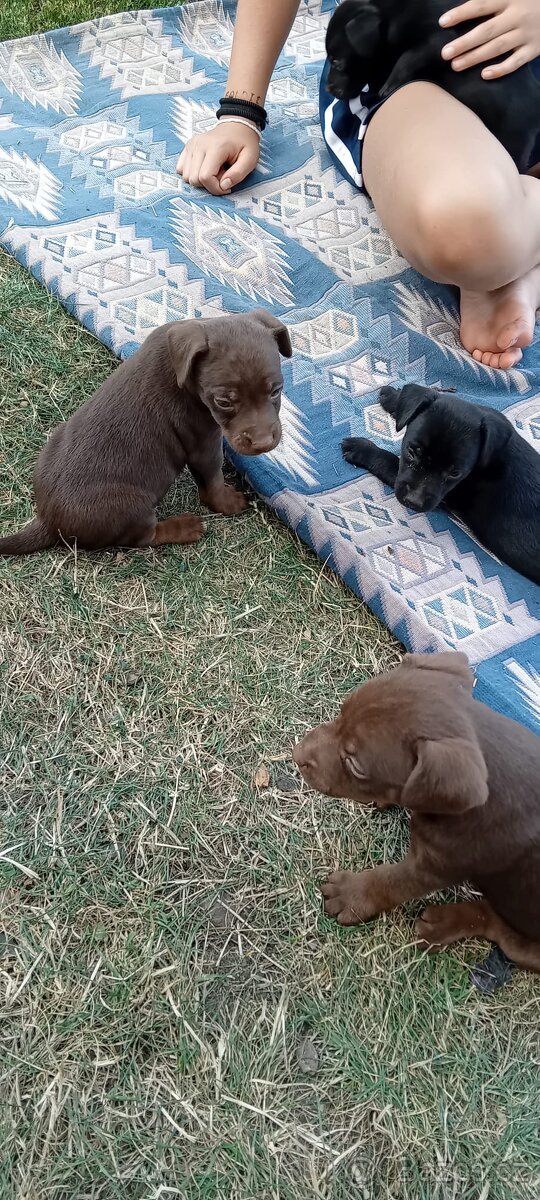 Patterdale + Jagdterier - 2