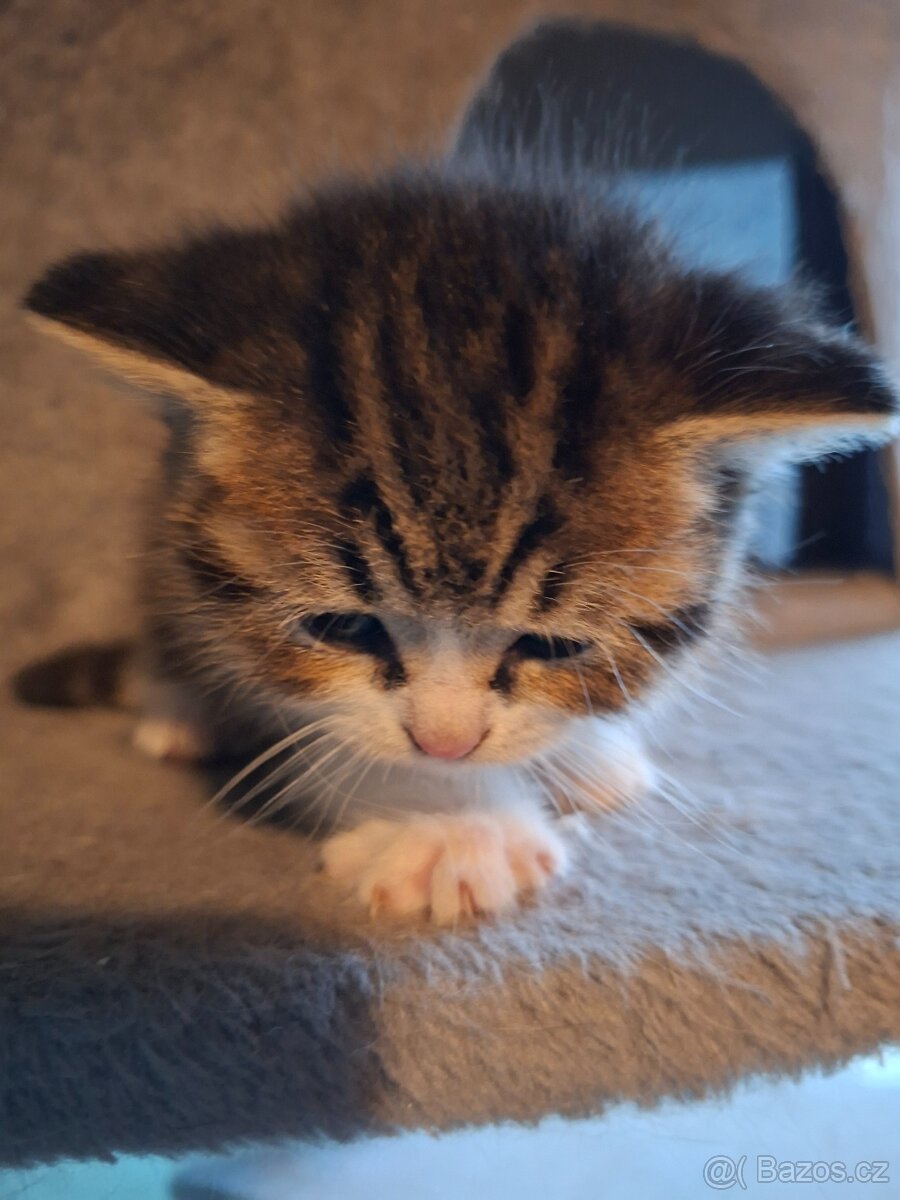 Britská koťata - 2