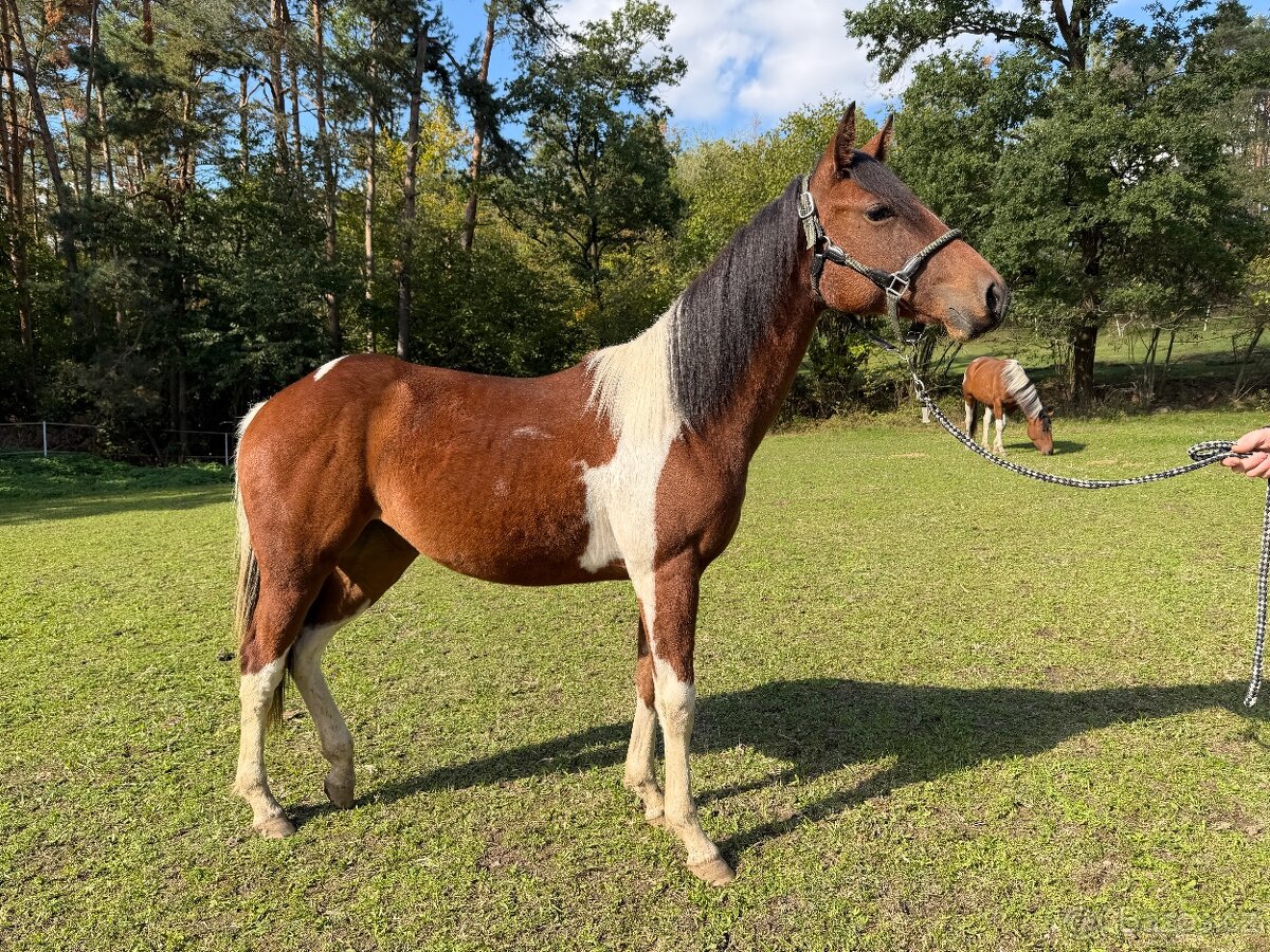 1,5 letá klisna po Fantastic DJ Valentine - 2