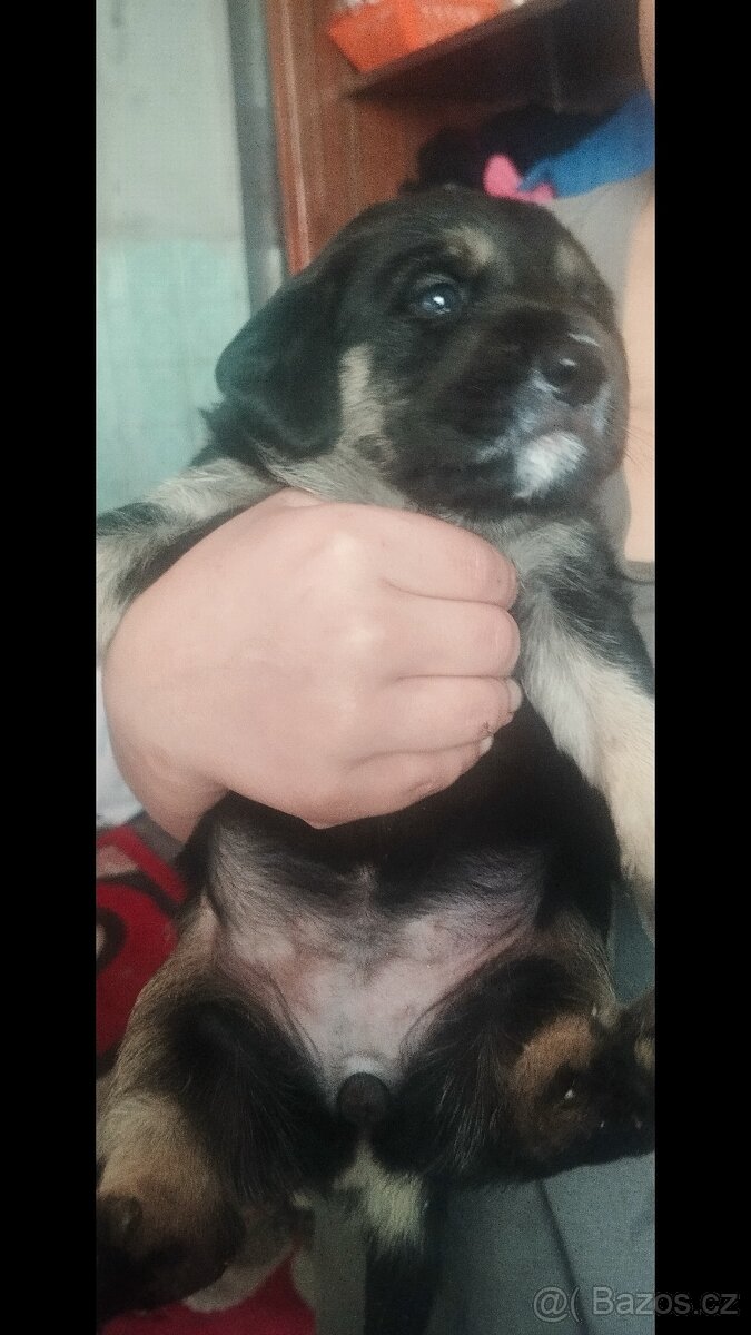 Dobrý den prodám štěňata labradora - 2