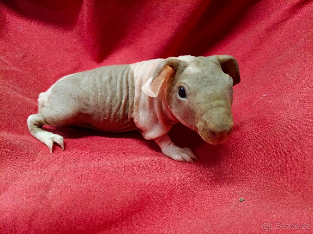 Morče skinny, sameček s PP - 2