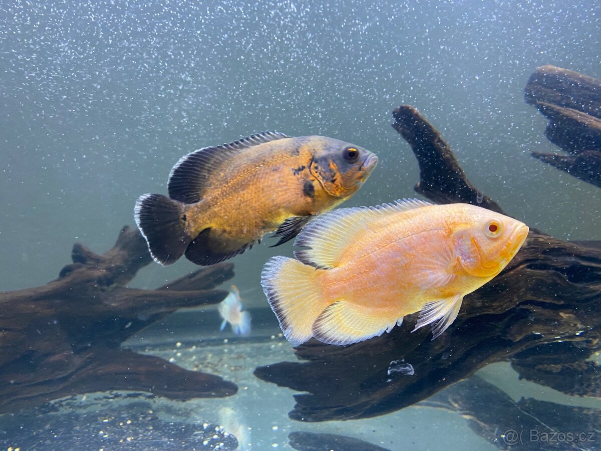 Psittacus, ocellatus, gibbiceps - 2