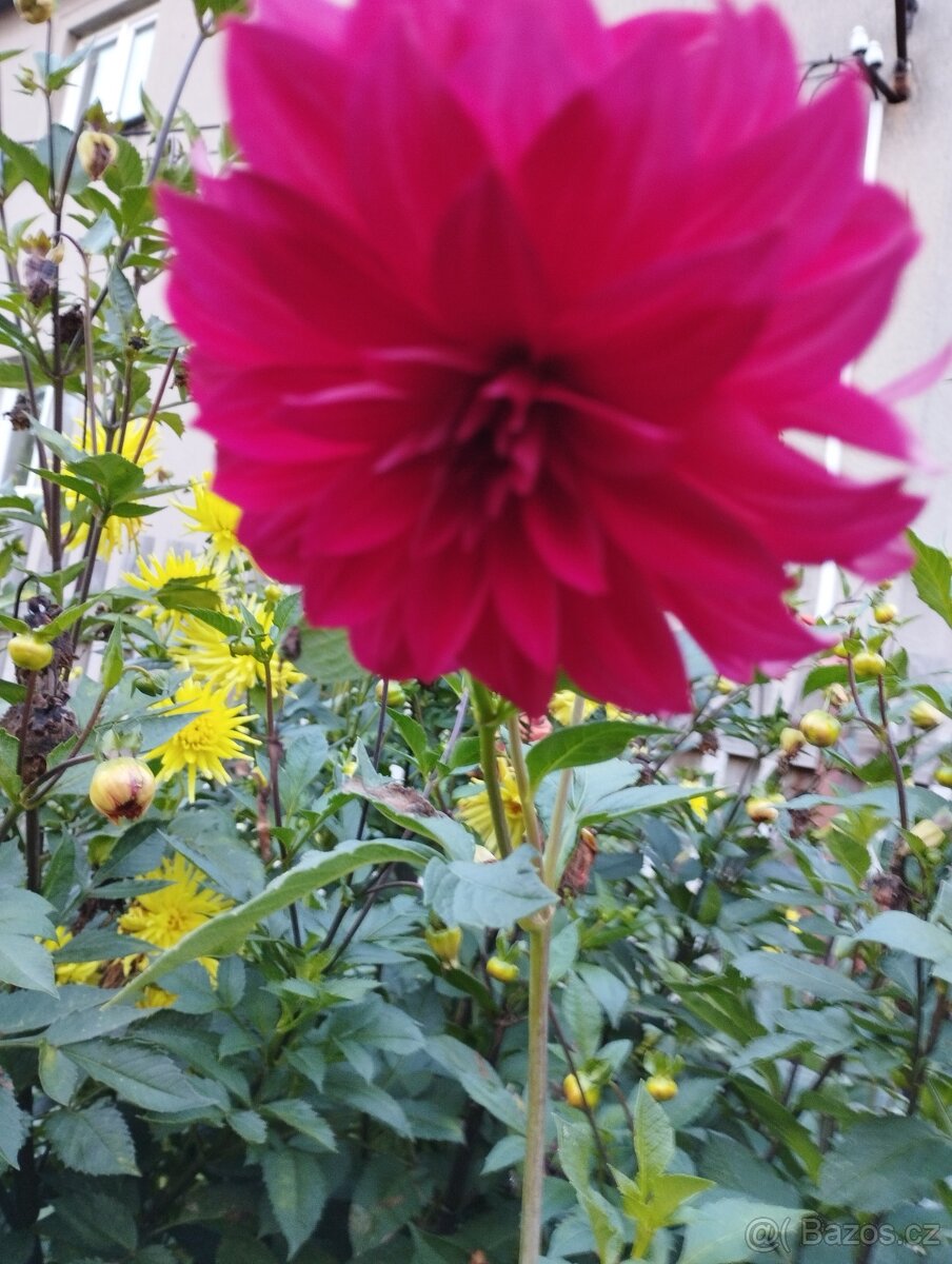 Hlízy jiřin a hlízy kany - 2