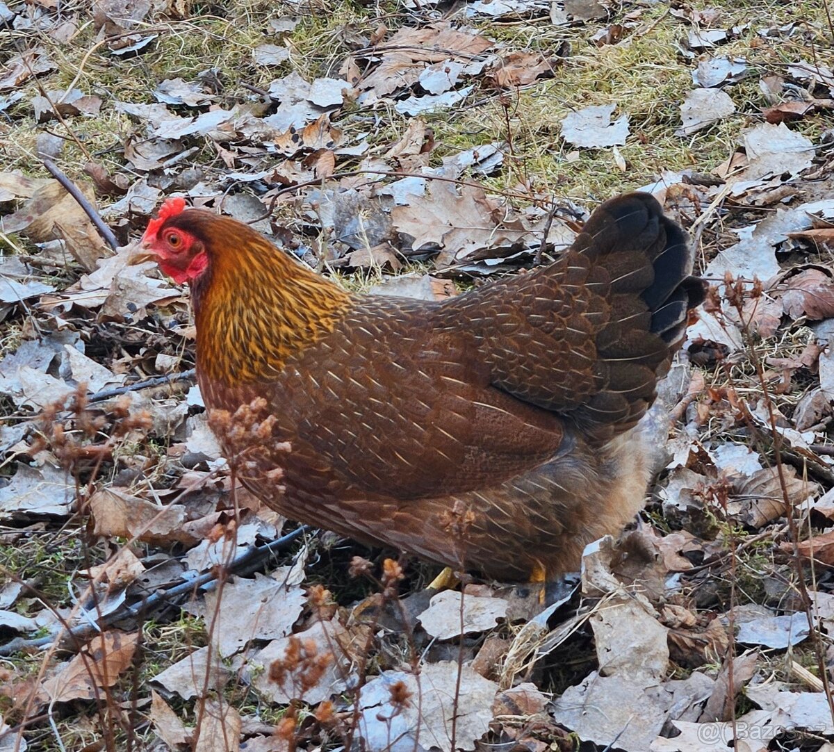 Zdr. Velsumka rezavě koroptví - 2