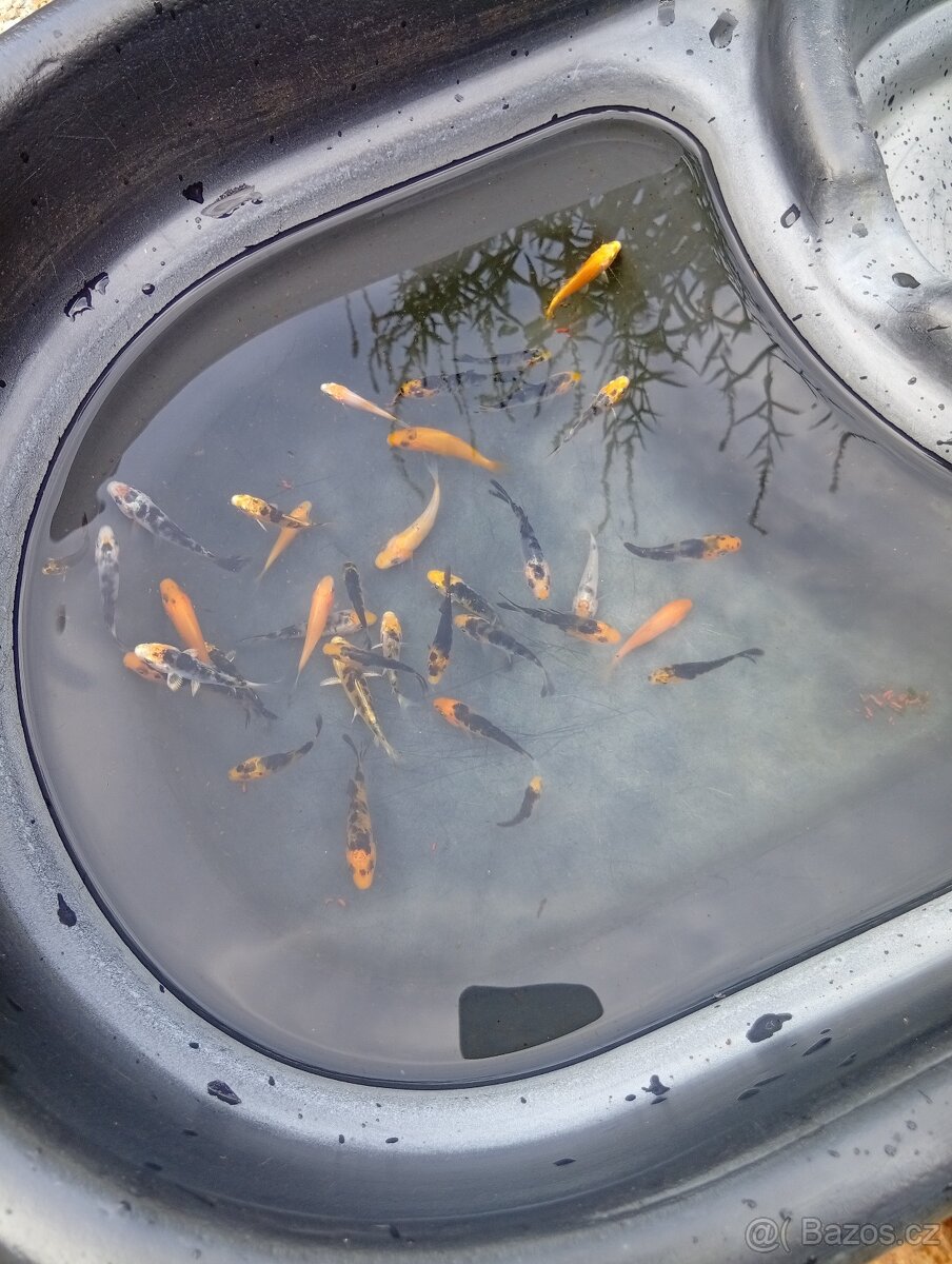 Koi kapři - 2