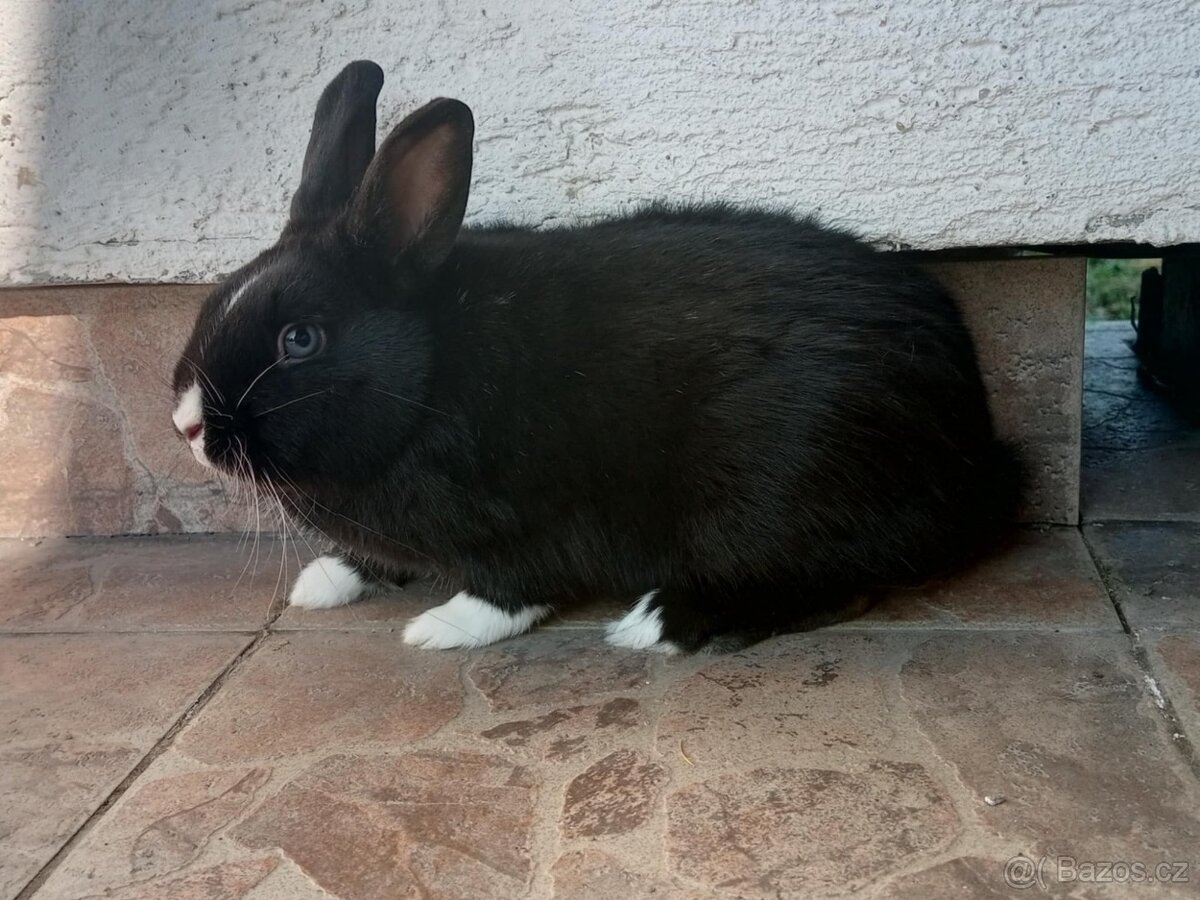 Zakrslý Králíček Hladký - 2