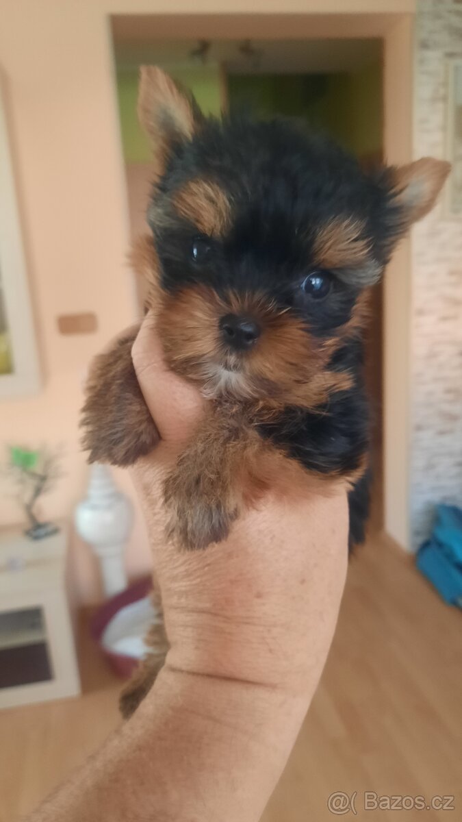 Yorkširsky teriér šteňata - 2