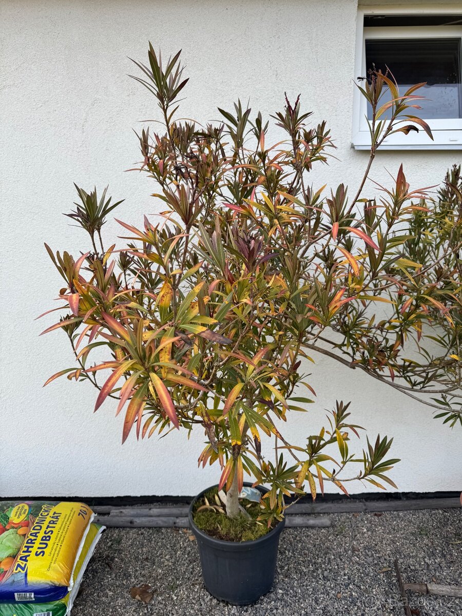 Prodám oleandry - 2