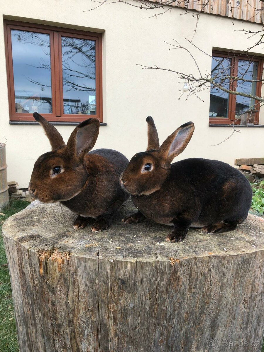 Prodám samce a samici plemene kastorex - 2