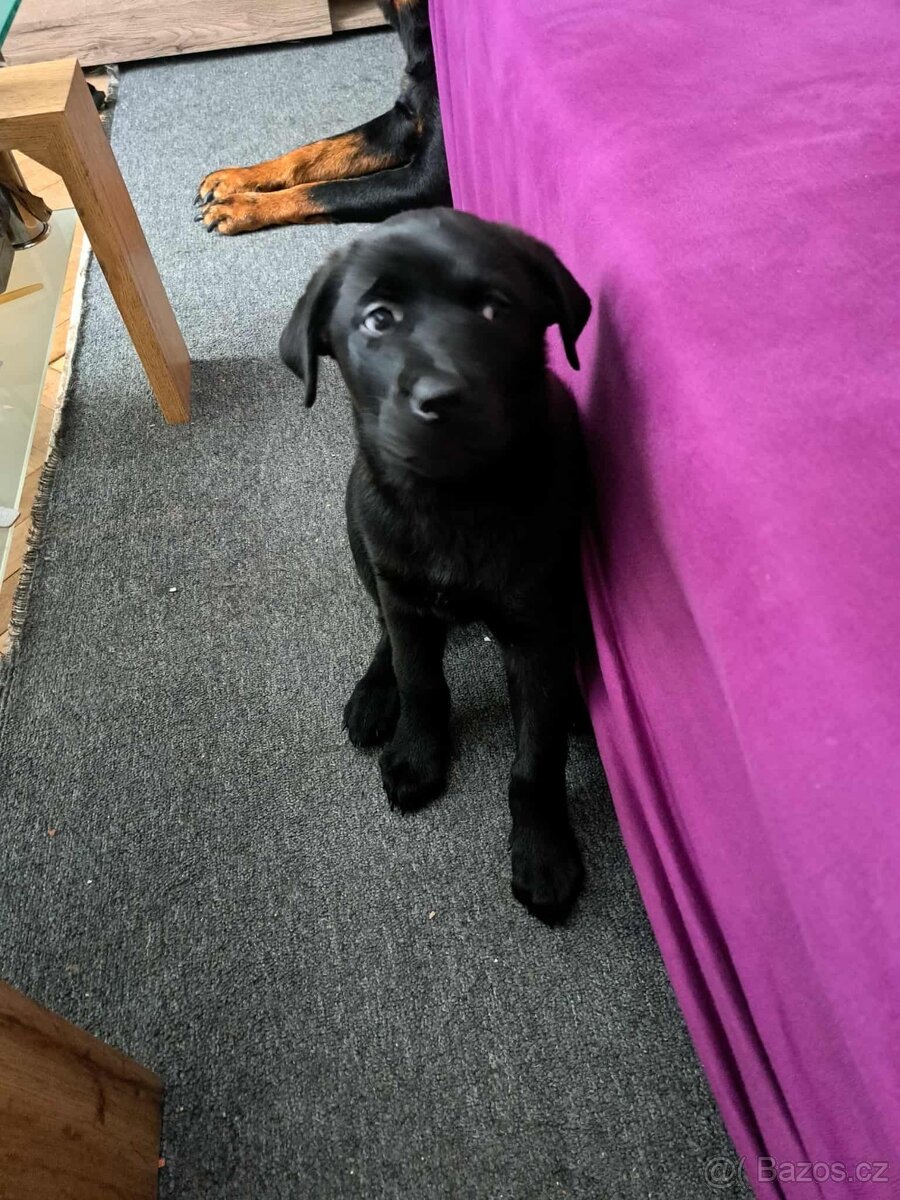 Poslední princezna rtw x belgický ovčák - 2