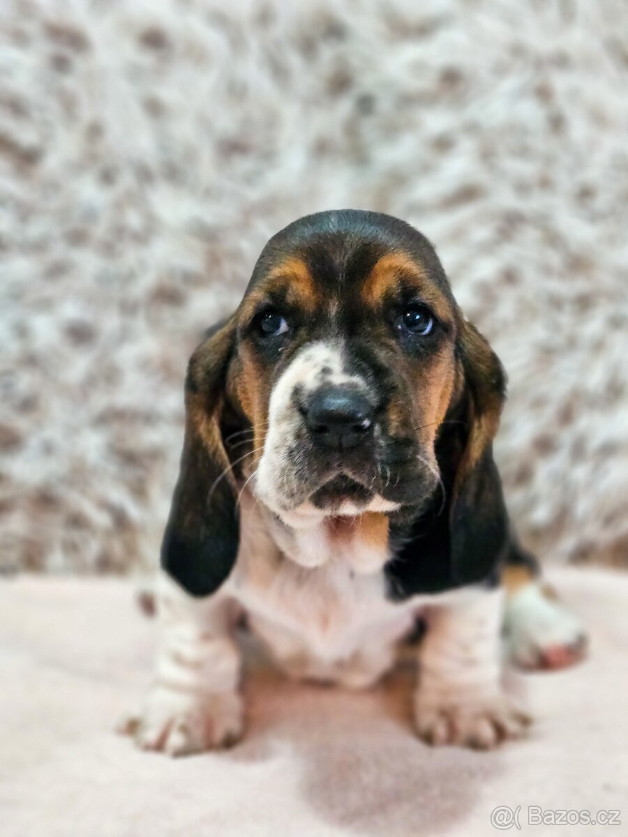 Basset hound, basset , baset - 2