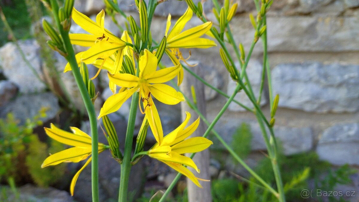 Asphodeline liburnica 80 semen 50 Kč - 2
