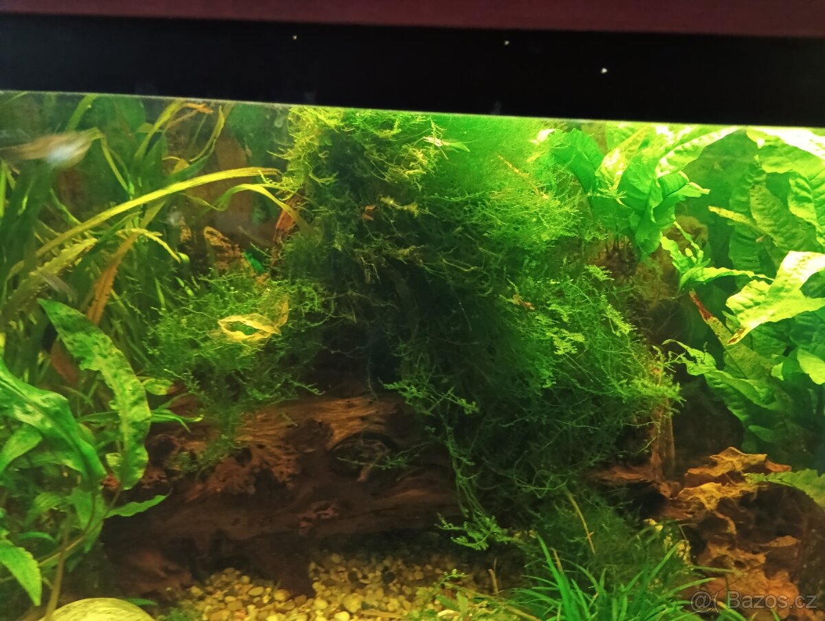 Prodám dva mechy akvarijní - 2