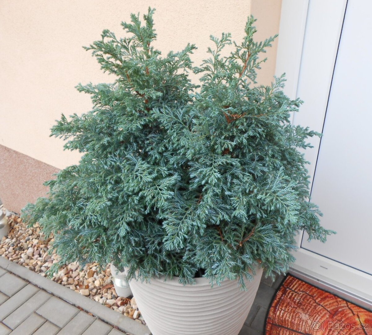 Cypřišek - "modrý měsíc" - 2