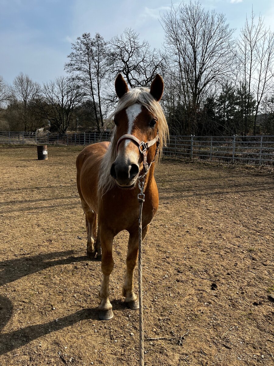 4 letý Valach Hafling - 2