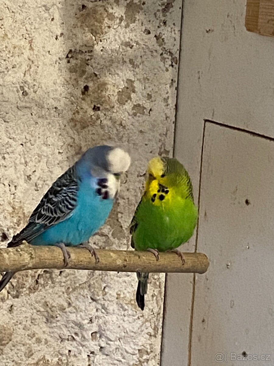 Výstavní andulky - 2