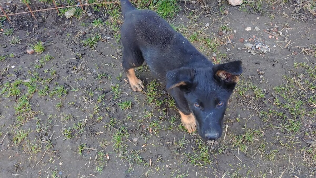 Štěňata německého ovčáka bez PP - 2