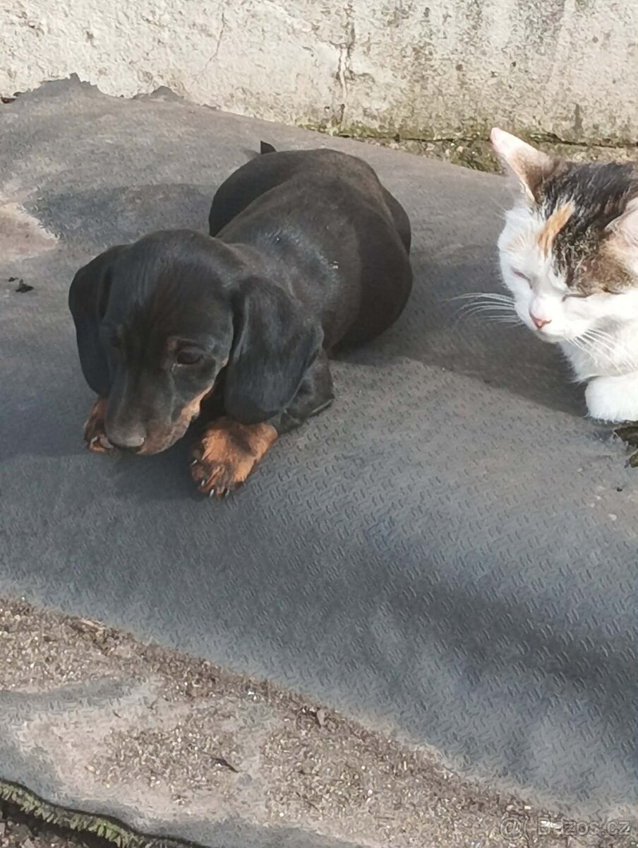 Jezevčík trpasličí - 2