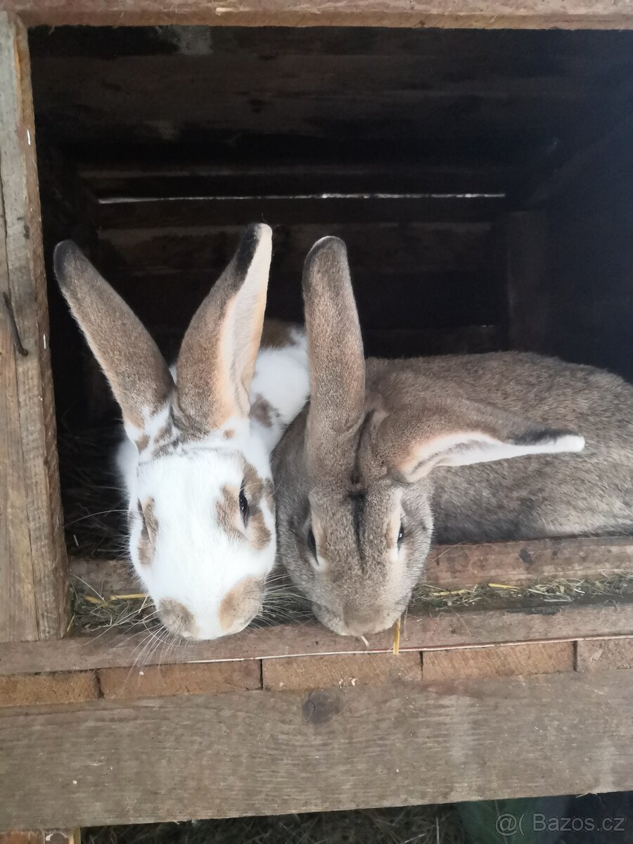 prodej králíků Valašský strakáč - 2