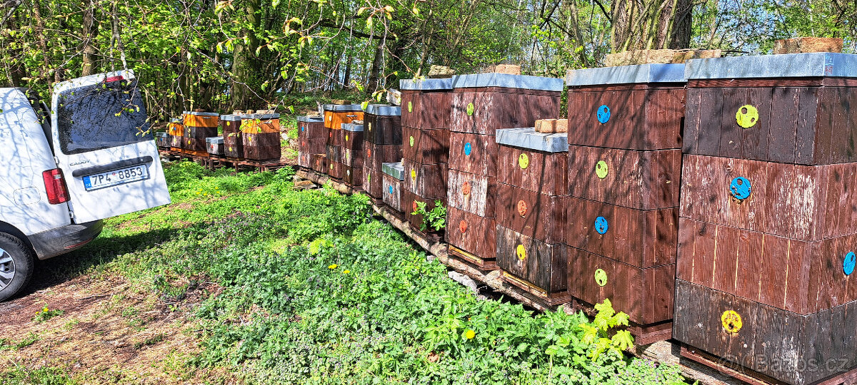 Prodám vyzimovaná včelstva ,oddělky. - 2