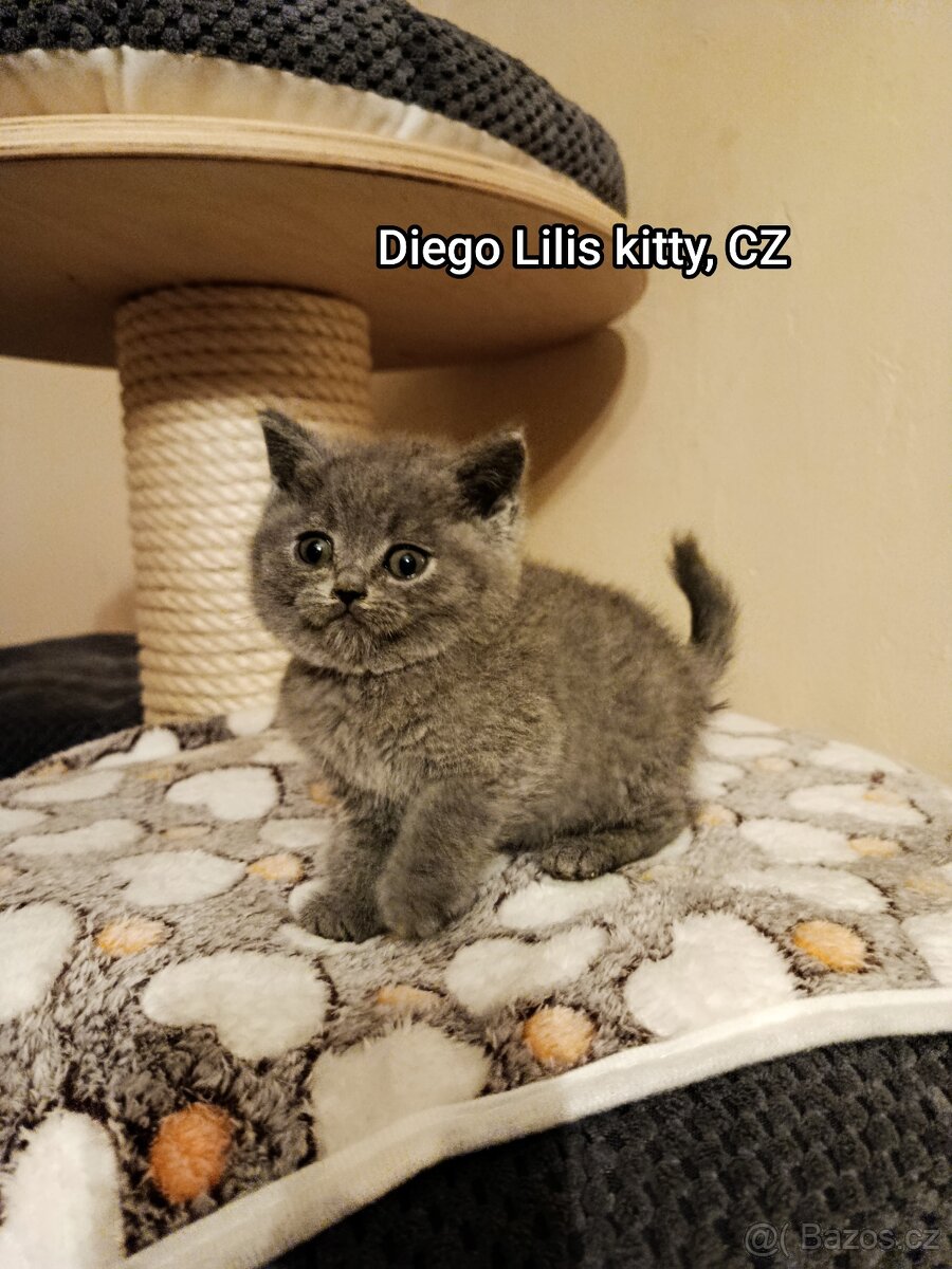 Britská modrá krátkosrstá - 2