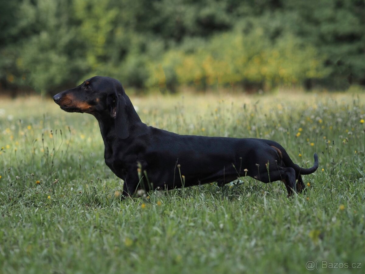 Jezevčík hladkosrsty s pp - 2