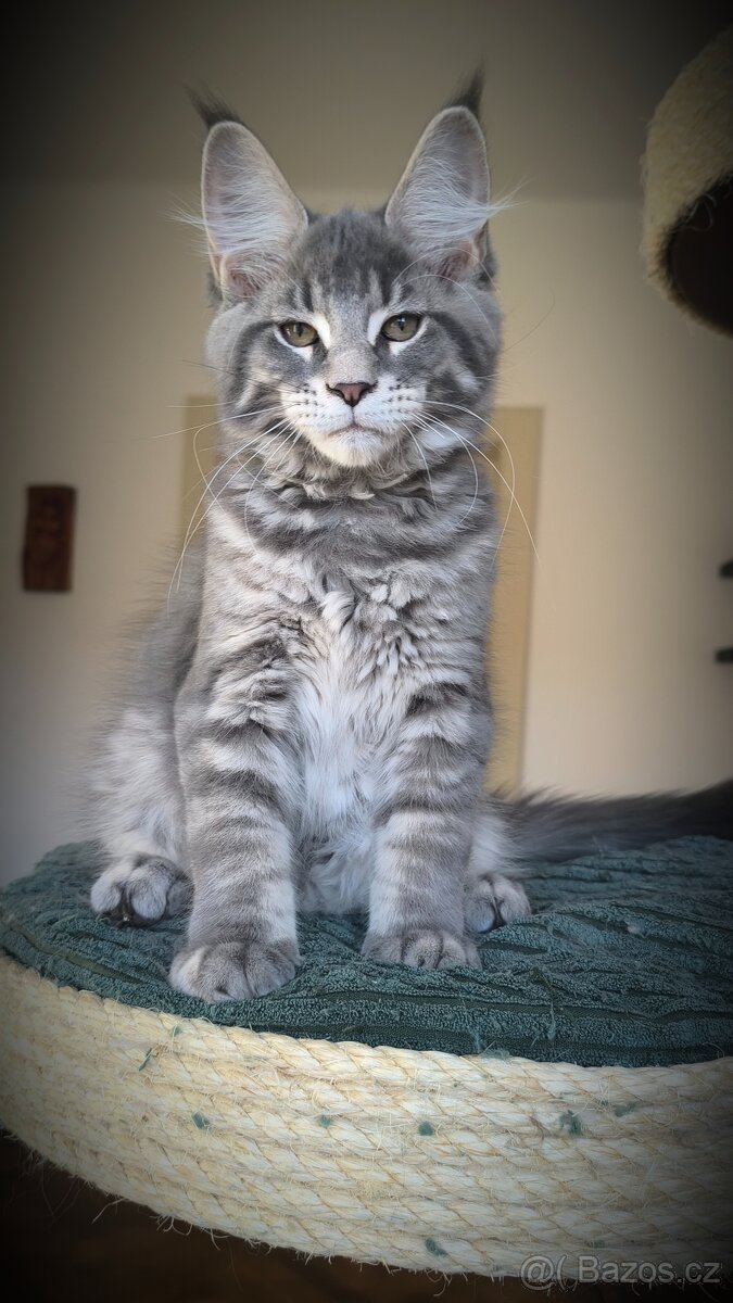 Mainská mývalí - kocourek s PP - 2