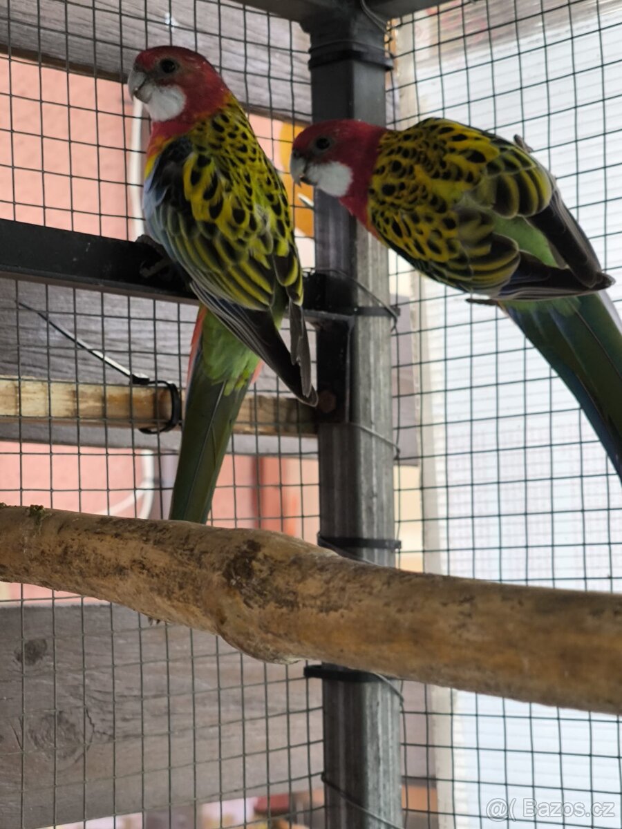 Rosela pestrá letošní mladé - 2