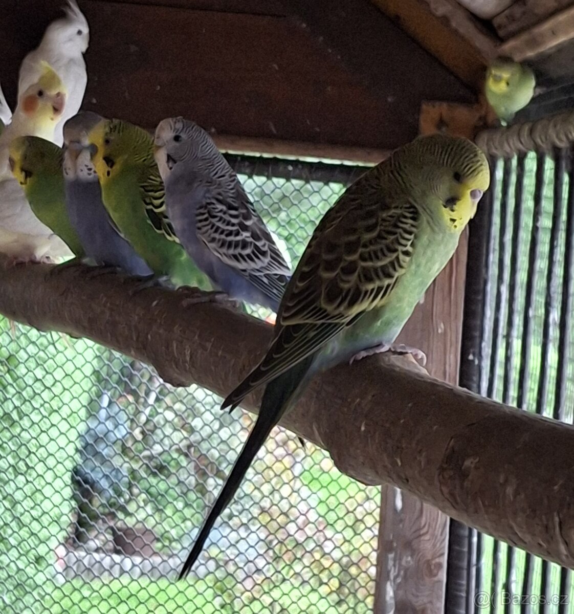 Andulka vlnkovaná - 2