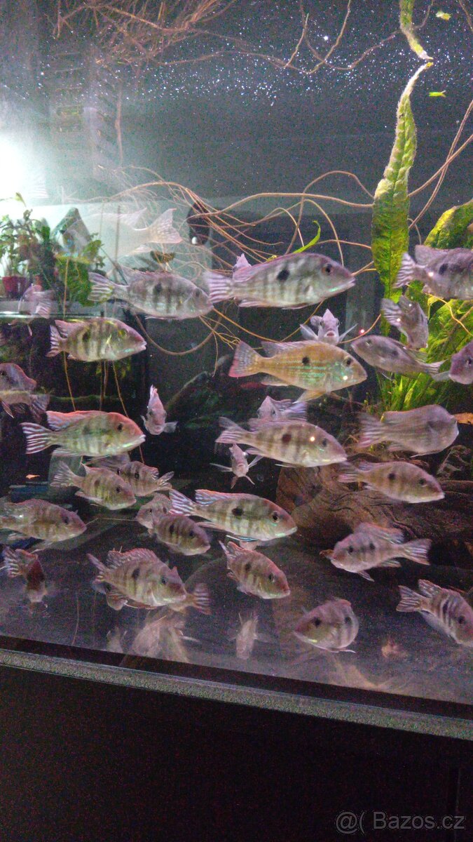 Geophagus tapajos Red head - 2