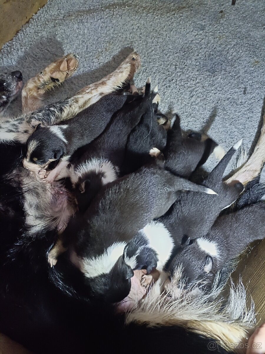 Borderkolie s PP - 2