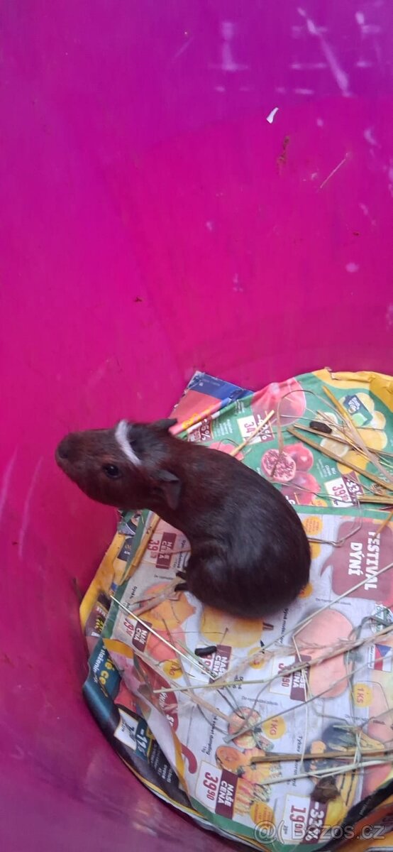 Morčatko - 2