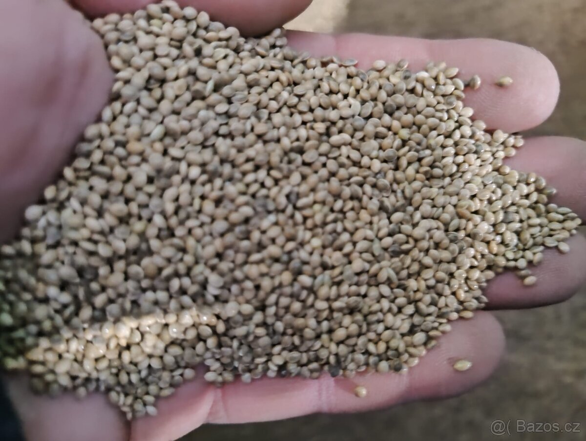Proso šedé - 2